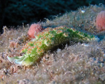 Lettuce Sea Slug P3290032.jpg