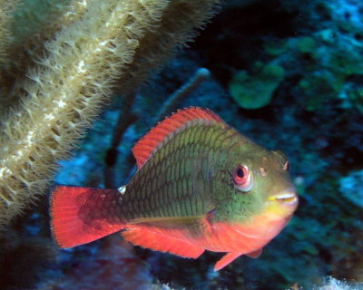 Redband Parrotfish P1010090.jpg