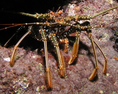 Spotted Spiny Lobster P3280011 (2).jpg