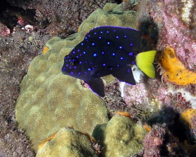 Yellowtail Reeffish Juvenile P3280110.jpg