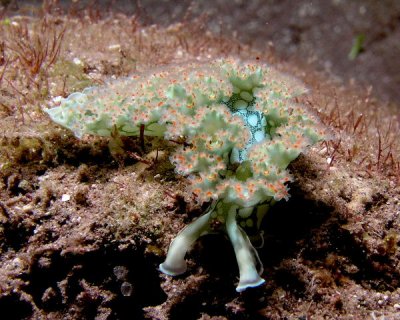 Lettuce Sea Slug P1010049.jpg