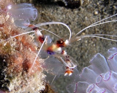 Banded Coral Shrimp P3310125.jpg