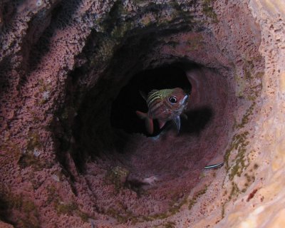 Giant Barrel Sponge P3300073.jpg