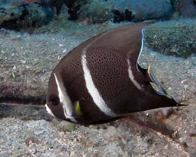 Gray Angelfish Juv P3310023.jpg