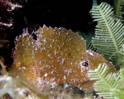 Leaf Scorpionfish P4010049.jpg