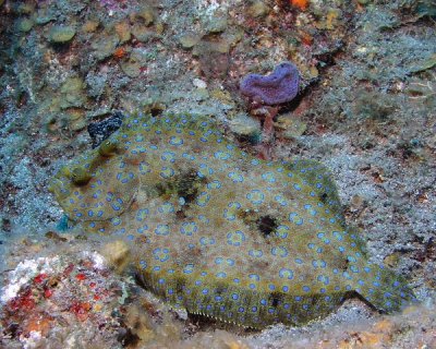 Peacock Flounder P1010062.jpg