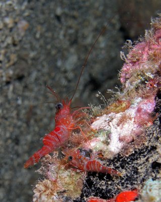 Red Night Shrimp P3310018.jpg