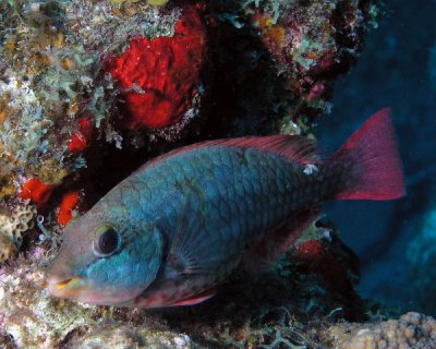 Redband Parrotfish P3300005.jpg