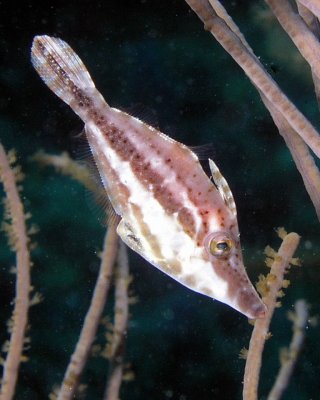 Slender Filefish P3310102.jpg