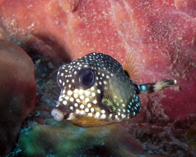 Smooth Trunkfish P1010018.jpg