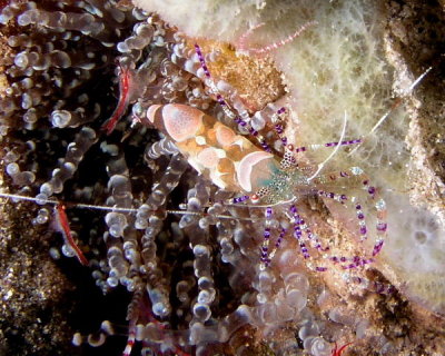 Spotted Cleaner Shrimp and Heteromysis actiniaeP3310084.jpg