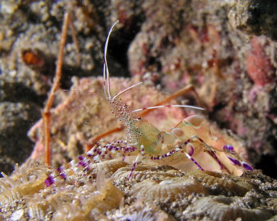 Spotted Cleaner Shrimp P3310113.jpg