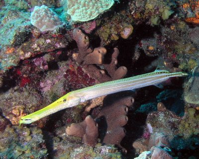 Trumpetfish P3300117.jpg