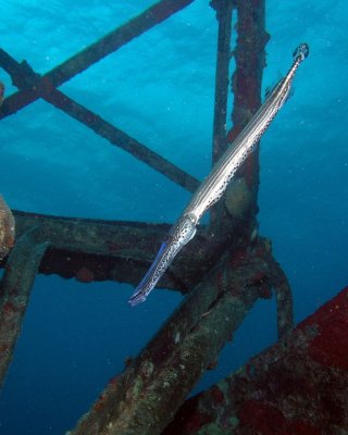 Trumpetfish P4010072.jpg