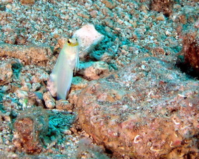 Yellowhead Jawfish P1010056.jpg