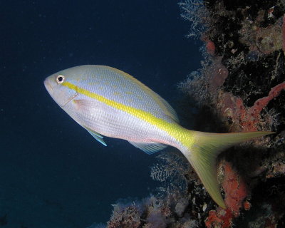 Yellowtail Snapper P3310055.jpg