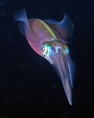 Squid P3310103.jpg