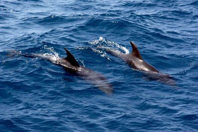 Dolphins IMG_8599.jpg