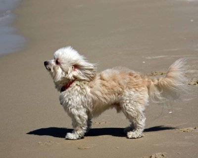 Poodle in the Breeze IMG_9249.jpg