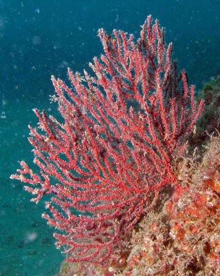 P5110088 Sea Fan