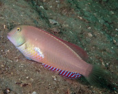 Pearly Razorfish female