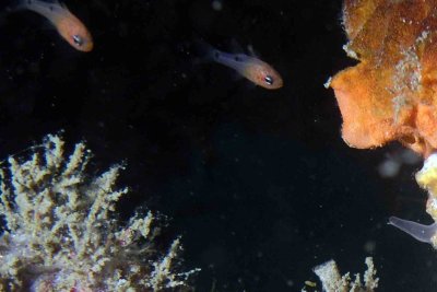 Two-Spot Cardinalfish P6100048