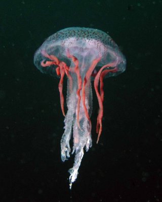 Jellyfish P7040023