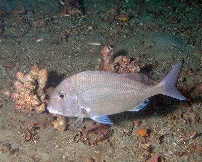 Sheepshead Porgy P7040060