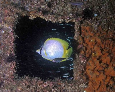 Spotfin Butterflyfish P7020006