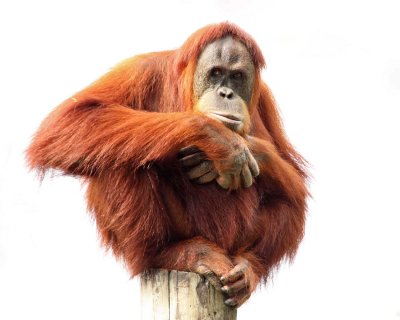 Orangutan IMG_6131