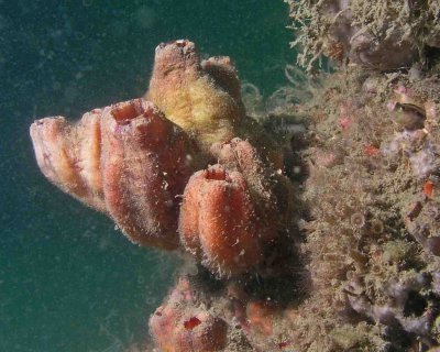 MB54 Red Dove Reef