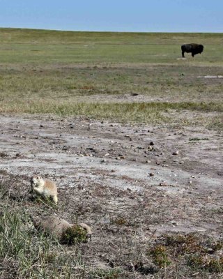 IMG_0213 Buffalo Prairie Dogs.jpg