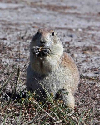 IMG_0215 Prairie Dog.jpg