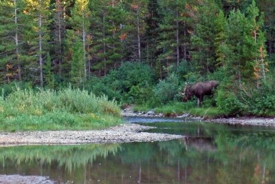 DSCF1069 Bull Moose, Fishercap Lake