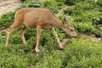 IMG_0038 Doe