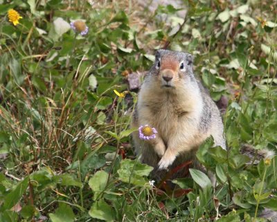 IMG_0196 Squirrel