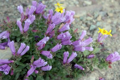 IMG_0249 Alpine flowers
