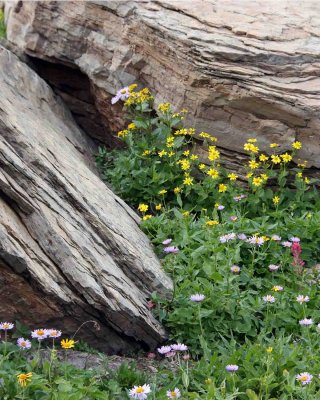 IMG_0253 Alpine flowers