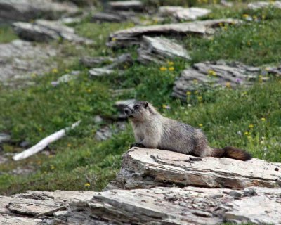 IMG_0270 Marmot