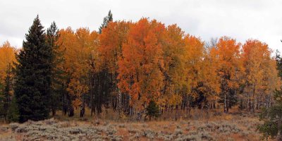 IMG_0076 Fall Colors Beartooth Highway