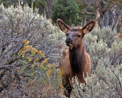 IMG_0274 Elk among sagebrush