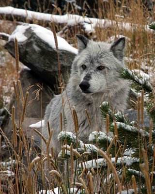 IMG_0190 Grizzly and Wolf Center