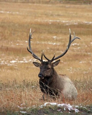IMG_0280 Bull Elk