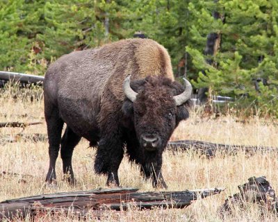 IMG_0017 Bison