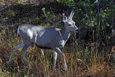IMG_0143 Mule deer fawn