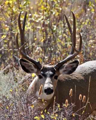 IMG_0242 Mule Deer Buck