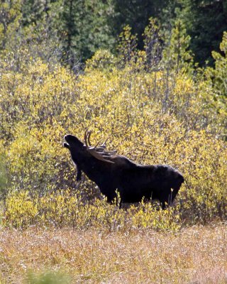 IMG_0301 Bull Moose