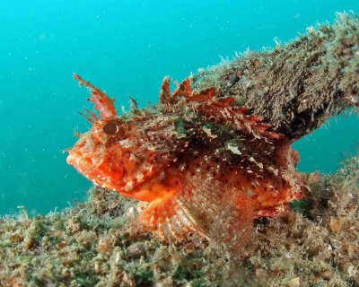 Plumed Scorpionfish at MB-126