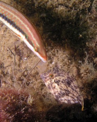 P4180072_PlaneheadFilefish