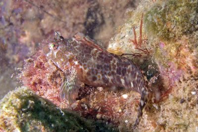 P4200044_FeatherdusterBlenny